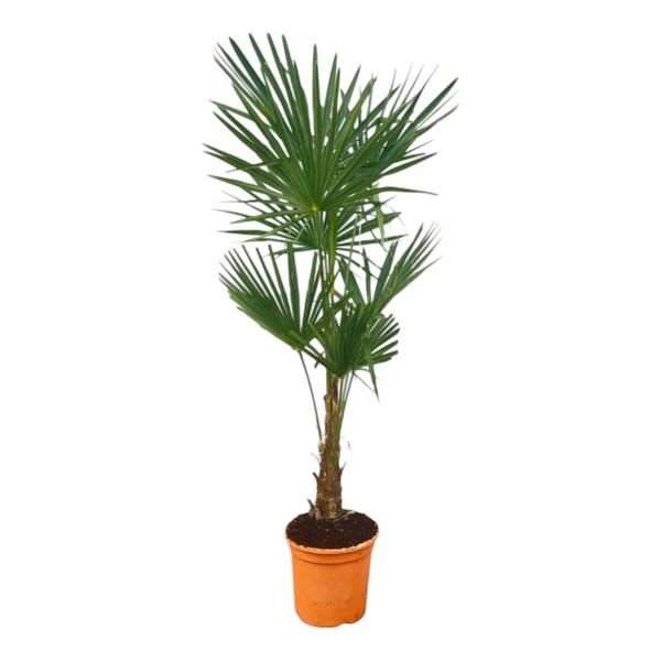 Trachycarpus Fortuneii | 150 cm – Ø25 cm – Winterharde palm