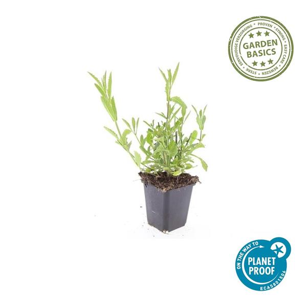 Verbena Bonariensis - IJzerhard | Tuinplant - Ø9 cm