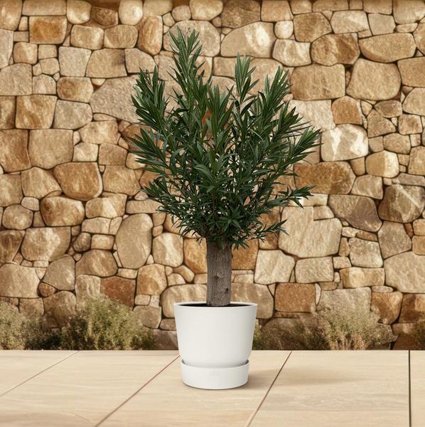 Nerium Oleander Bonsai | 190cm - ø45 - De Mediterrane Bonsai