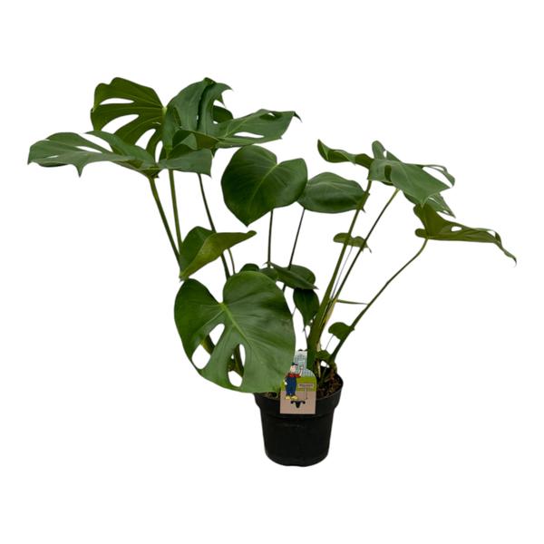 Monstera Deliciosa | 75cm - Ø21cm