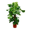 Monstera Deliciosa | 150 cm - ⌀27 cm - De Iconische Gatenplant
