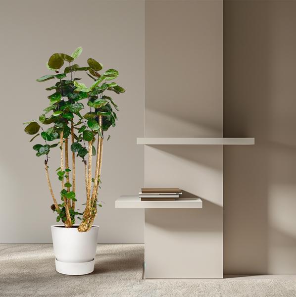 Polyscias Fabian XXL - 160 cm - ⌀27 cm | Tropische Kamerplant
