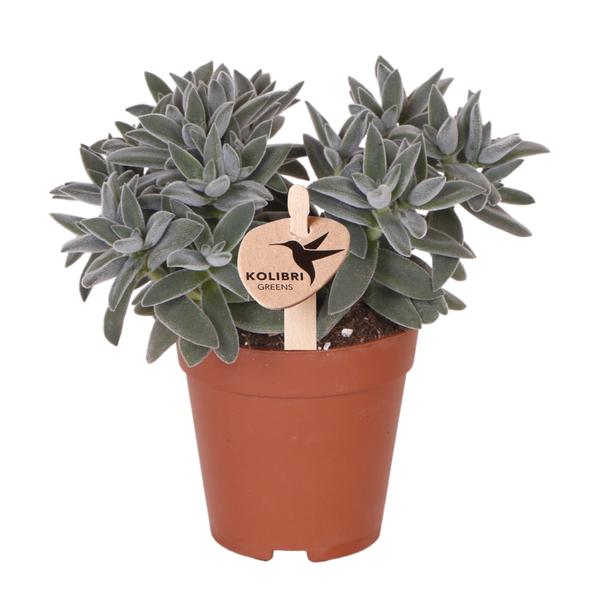 Succulent Crassula Tarantula in Ø9 cm pot met grijsgroene bladeren