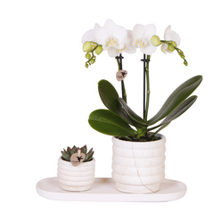 Luxe Plantenset Slow Living Small – Witte Orchidee & Succulent | Elegantie in je Interieur