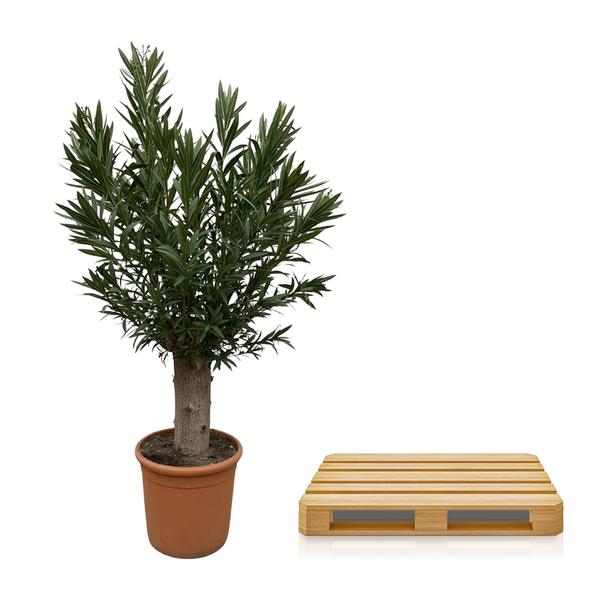 Nerium Oleander Bonsai | 190cm - ø45 - De Mediterrane Bonsai