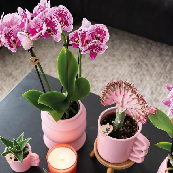 Orchidee | 2 roze paarse Phalaenopsis orchideeën - El Salvador - potmaat Ø9cm