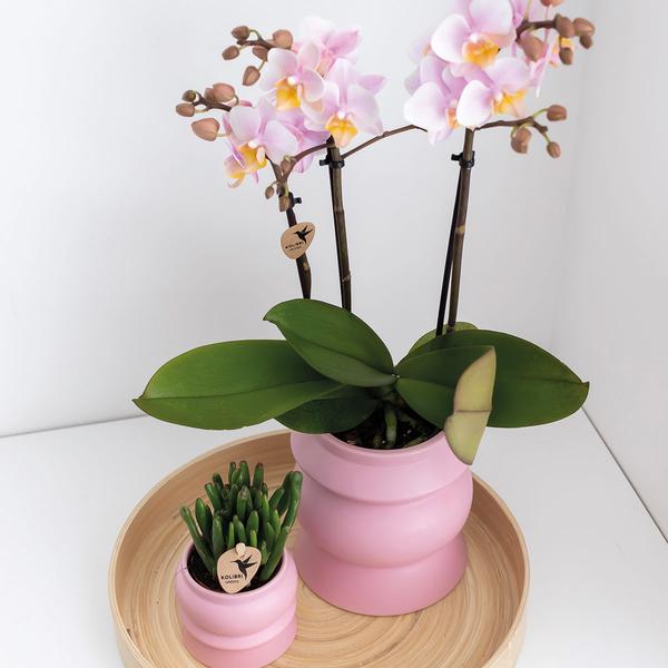 Orchidee | 2 roze Phalaenopsis orchideeën - Andorra - potmaat Ø9cm