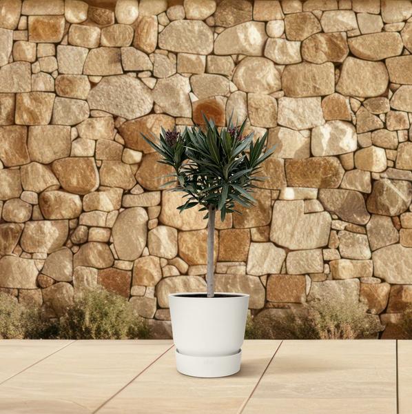 Nerium Oleander op stam met rode bloem - 90cm - Ø22