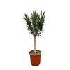 Nerium Oleander op stam met rode bloem - 110cm - Ø22