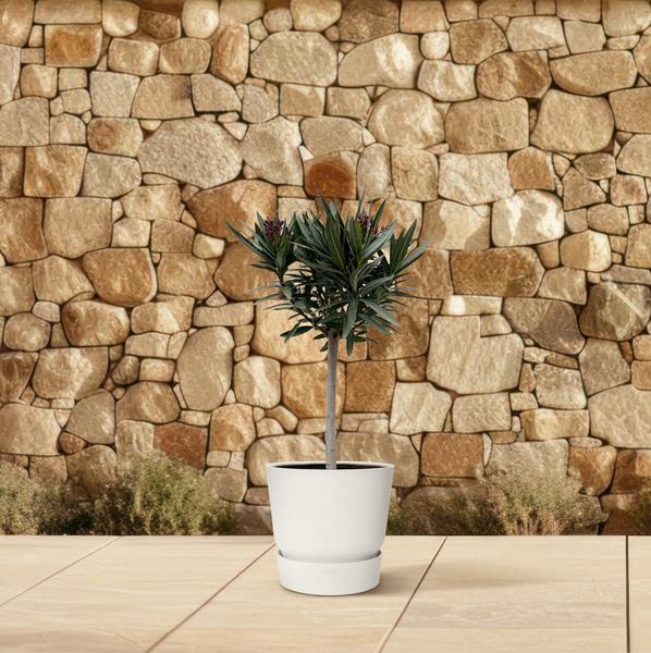 Nerium Oleander op stam met witte bloem - 90cm - Ø22