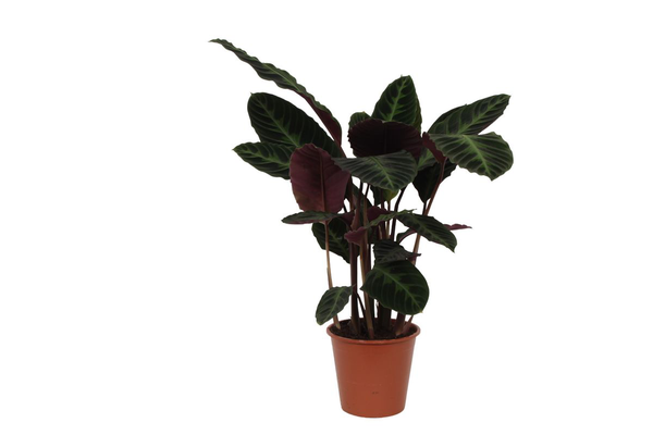 Calathea Warscewiczii - 90cm - Ø21cm | Calathea