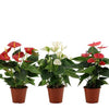 Anthurium | 3 Kleuren Mix In Transparant Sleeve - 36 cm - Ø12 cm - Flamingoplant