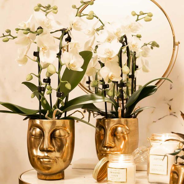Orchidee | Witte Phalaenopsis orchidee - Niagara Fall - potmaat Ø9cm