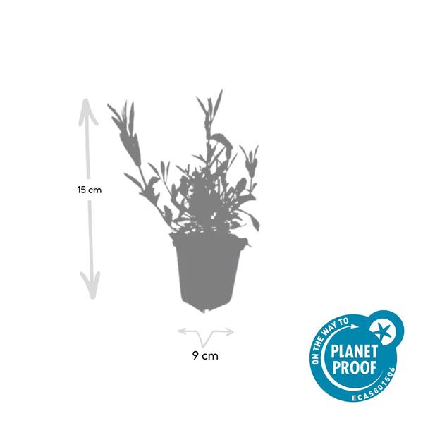 Verbena Bonariensis - IJzerhard | Tuinplant - Ø9 cm