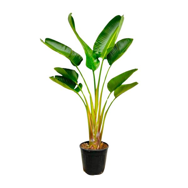 Strelitzia Augusta - 160 cm - Ø24 cm | Strelitzia - Kamerplanten