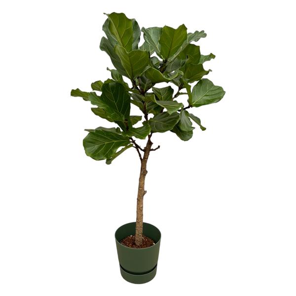 Ficus Lyrata stam inclusief pot Elho Greenville Round - 160 cm - Ø30
