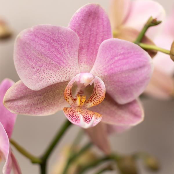 Orchidee | 4 Roze phalaenopsis orchideeën - Andorra - potmaat Ø9cm