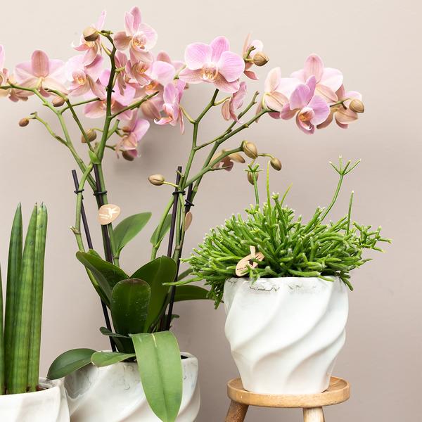 Orchidee | 4 Roze phalaenopsis orchideeën - Andorra - potmaat Ø9cm