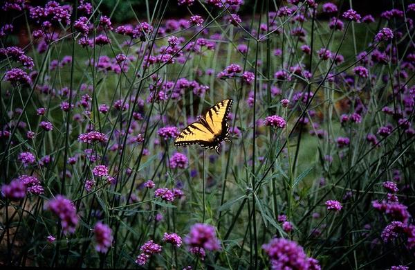 Verbena Bonariensis - IJzerhard | Tuinplant - Ø9 cm