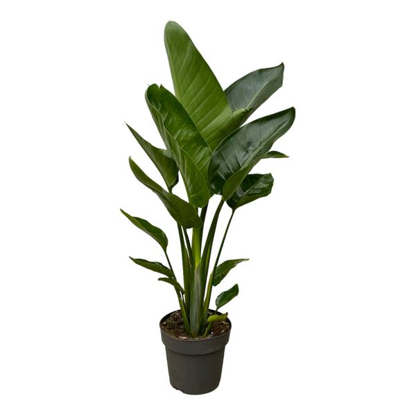 Strelitzia Nicolai - 90 cm - Ø19cm | Strelitzia - Kamerplanten