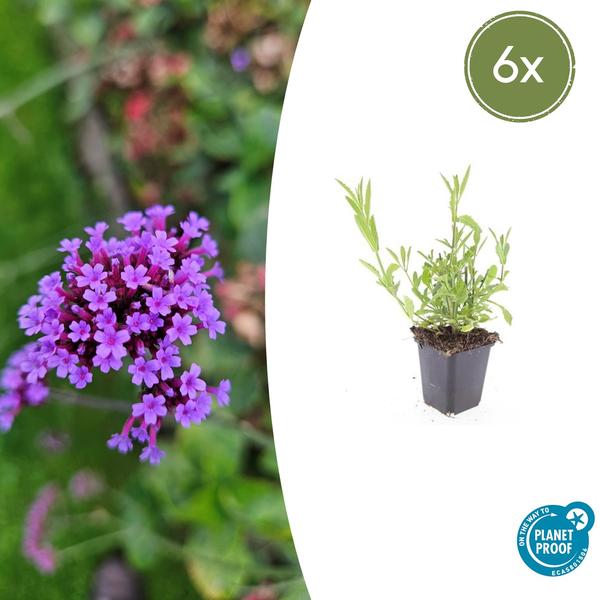 Verbena Bonariensis - IJzerhard | Tuinplant - Ø9 cm