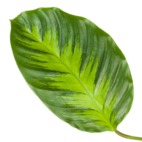 Calathea Misto - 40cm - Ø12cm | Calathea