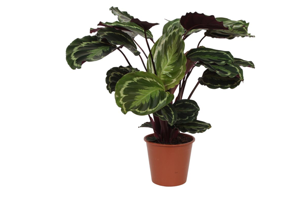 Calathea Medallion - 80cm - Ø24cm | Calathea