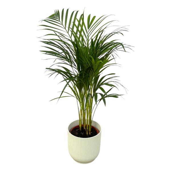 Areca palm - 85 cm - Ø19 cm - in Elho Vibes Fold Round pot | in stijlvolle kleuren