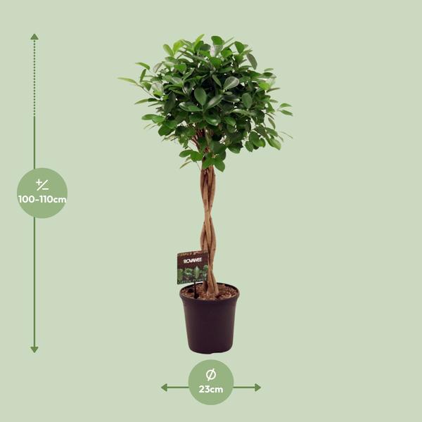 Ficus Microcarpa Moclame - 110 cm - Ø23 cm | Ficus