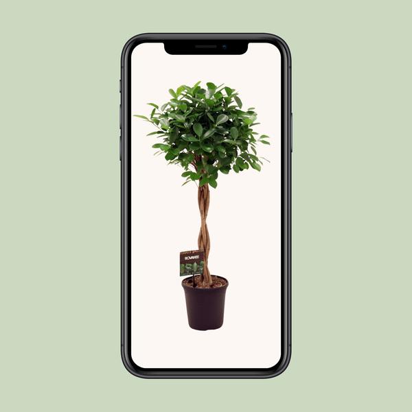 Ficus Microcarpa Moclame - 110 cm - Ø23 cm | Ficus