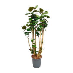 Polyscias Fabian XXL - 160 cm - ⌀27 cm | Tropische Kamerplant