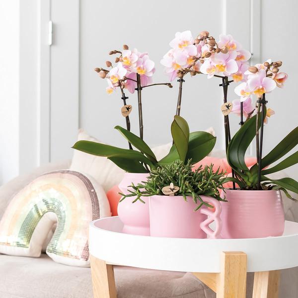 Orchidee | 2 roze Phalaenopsis orchideeën - Andorra - potmaat Ø9cm