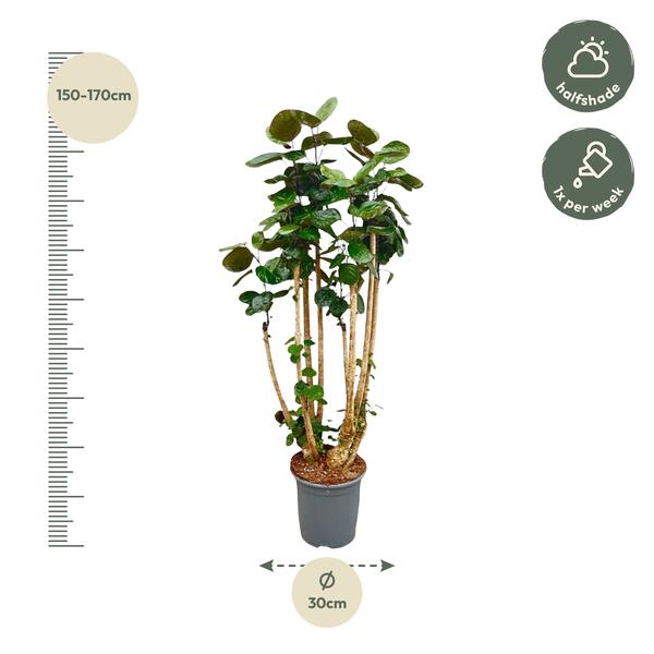 Polyscias Fabian XXL - 160 cm - ⌀27 cm | Tropische Kamerplant