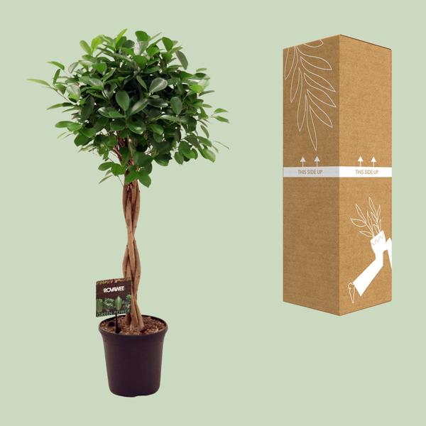 Ficus Microcarpa Moclame - 110 cm - Ø23 cm | Ficus