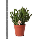 Succulent Crassula Hobbit -  potmaat Ø6 cm of Ø9 cm | Vetplantje met Robuuste stengels