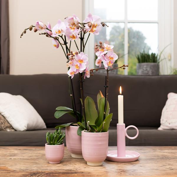 Orchidee | 4 Roze phalaenopsis orchideeën - Andorra - potmaat Ø9cm