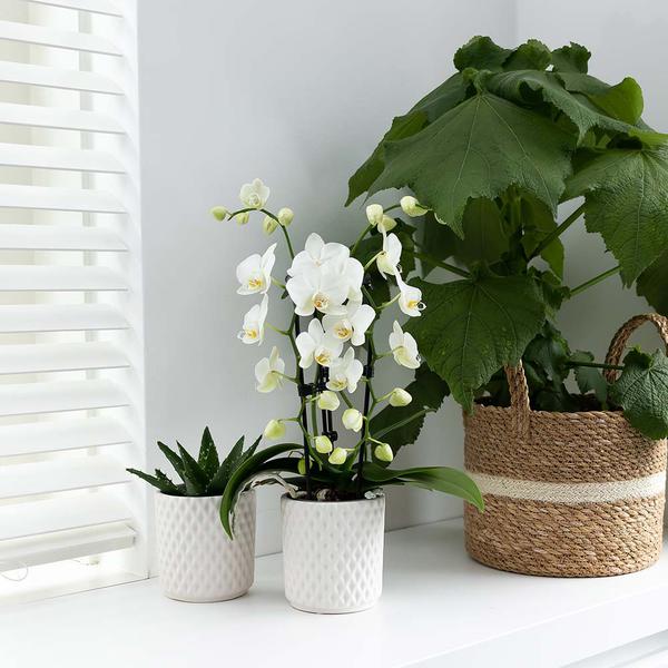 Orchidee | Witte Phalaenopsis orchidee - Niagara Fall - potmaat Ø9cm