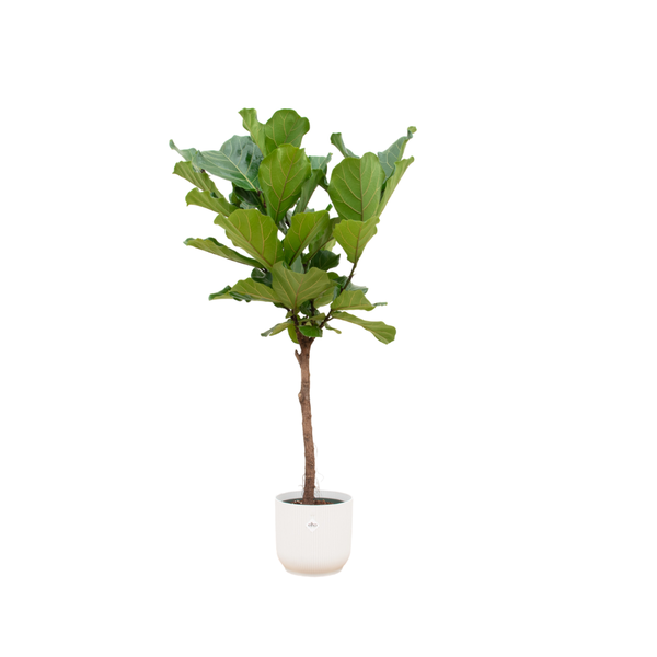 Ficus Lyrata op stam inclusief pot Elho Vibes Fold Round wit 160 cm - Ø30