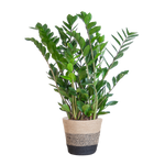 Zamioculcas Zamiifolia met Mand Lissabon - 80 cm - Ø21 cm | ZZ-plant
