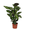 Calathea Misto - 40cm - Ø12cm | Calathea