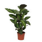 Calathea Misto - 40cm - Ø12cm | Calathea