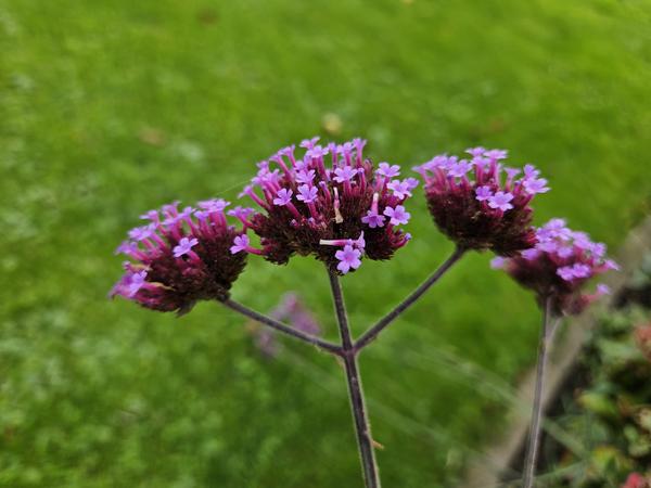 Verbena Bonariensis - IJzerhard | Tuinplant - Ø9 cm