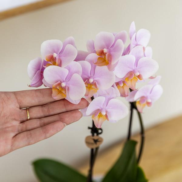 Orchidee | 2 roze Phalaenopsis orchideeën - Andorra - potmaat Ø9cm
