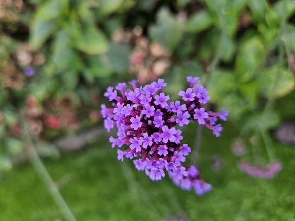Verbena Bonariensis - IJzerhard | Tuinplant - Ø9 cm