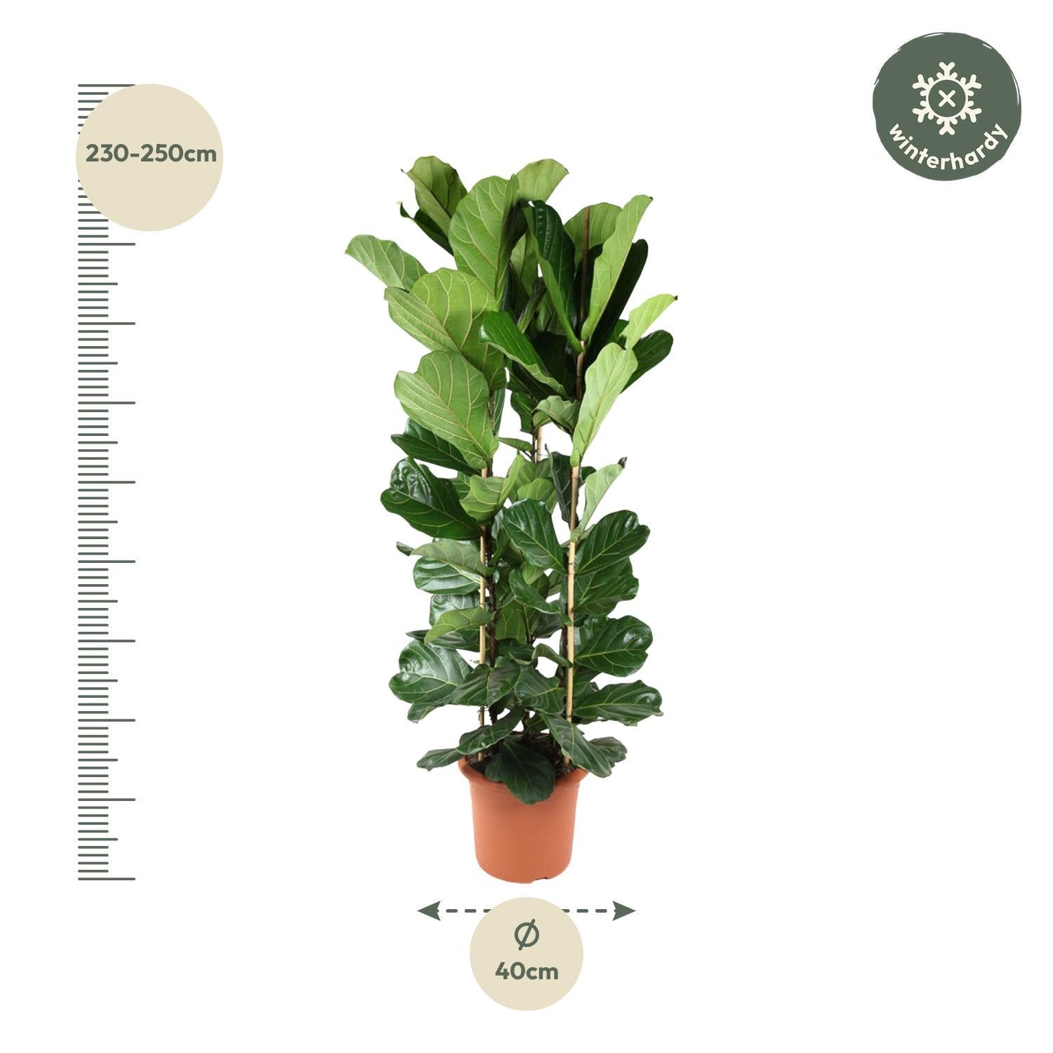 Ficus Lyrata struik - 240 cm - Vioolbladplant | Ficus - Grote Kamerplant