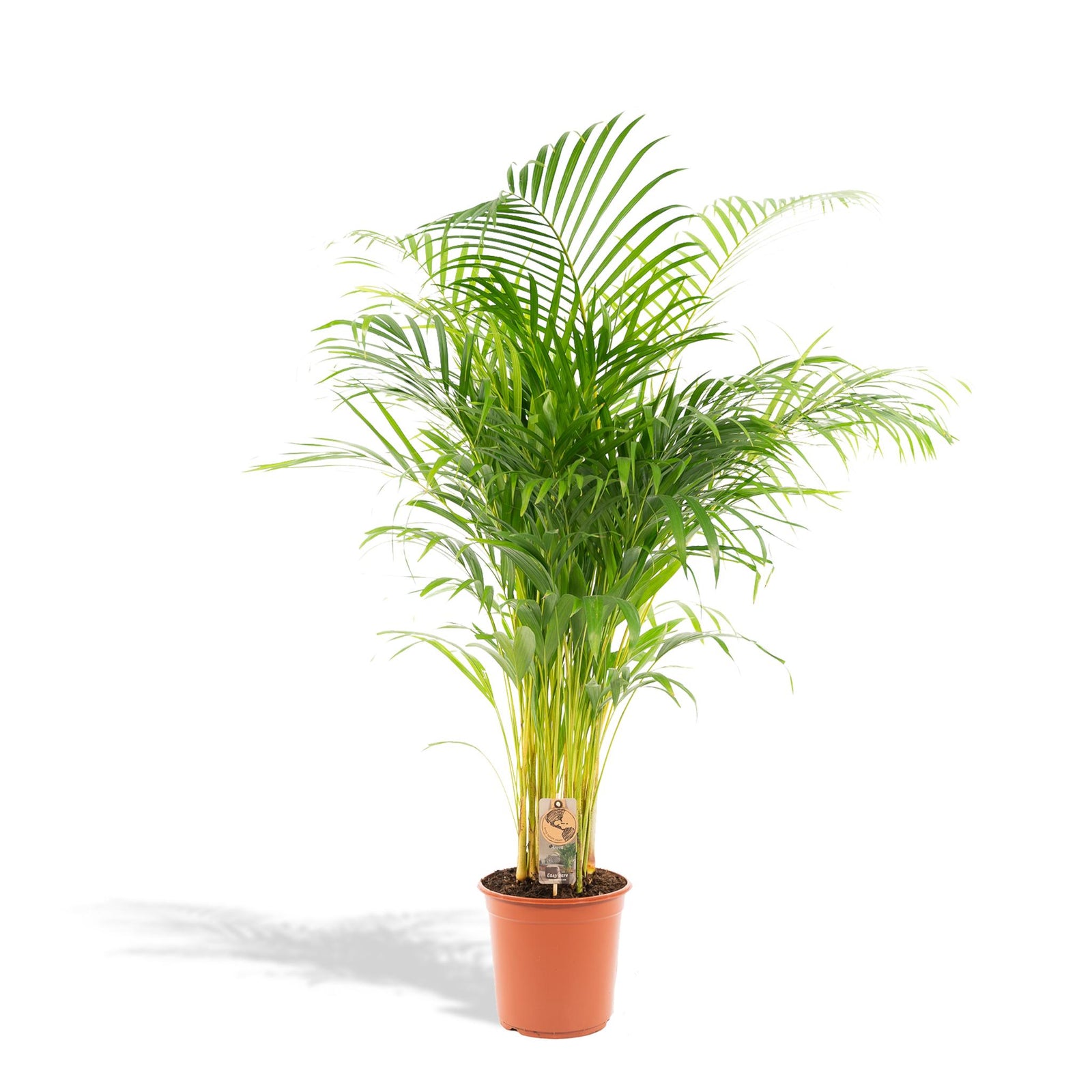 Areca palm - 130 cm - Ø21 cm | Kamerplant
