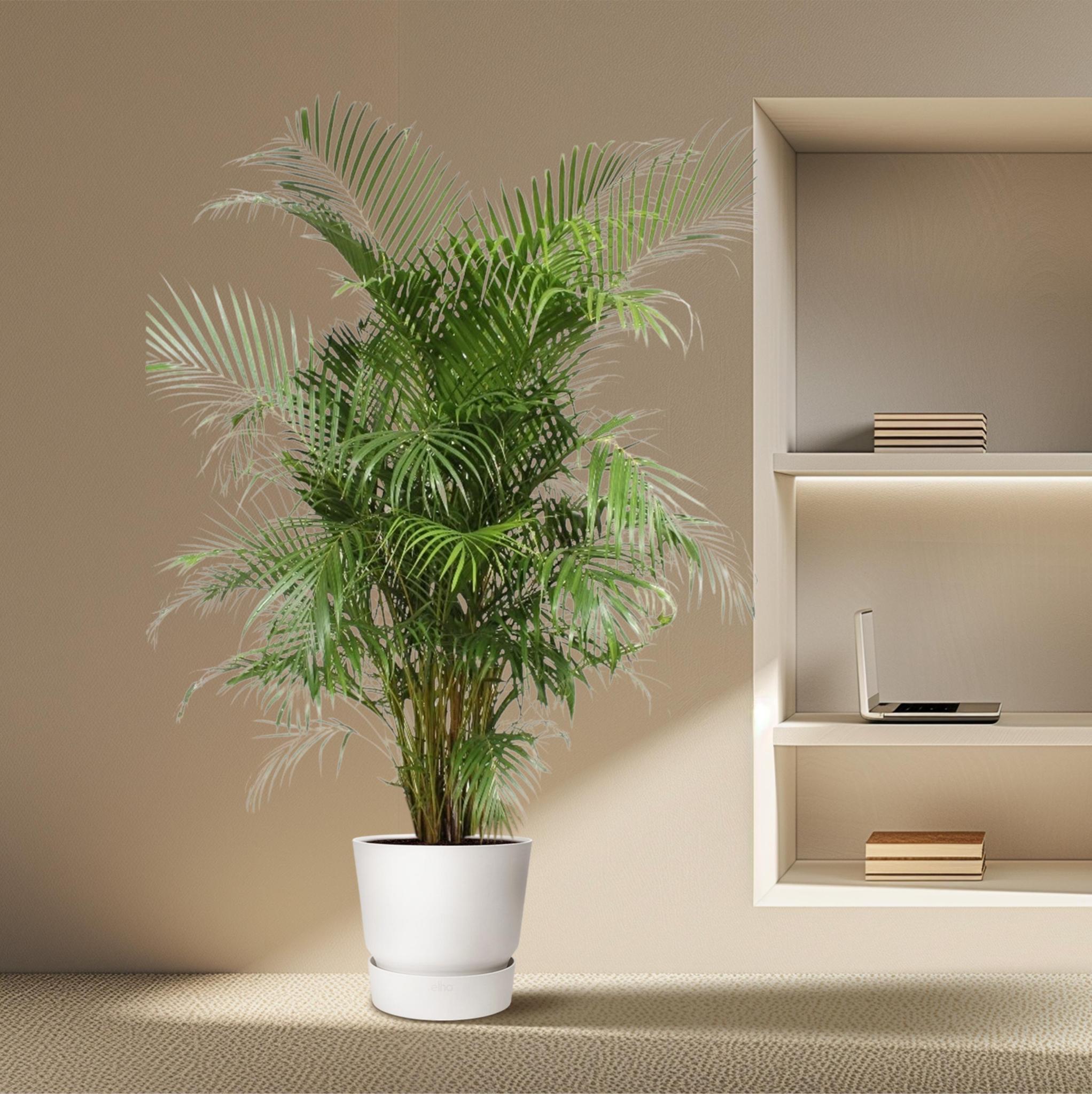 Dypsis Lutescens (Areca Palm) - 240 cm - Luchtzuiverende Goudpalm