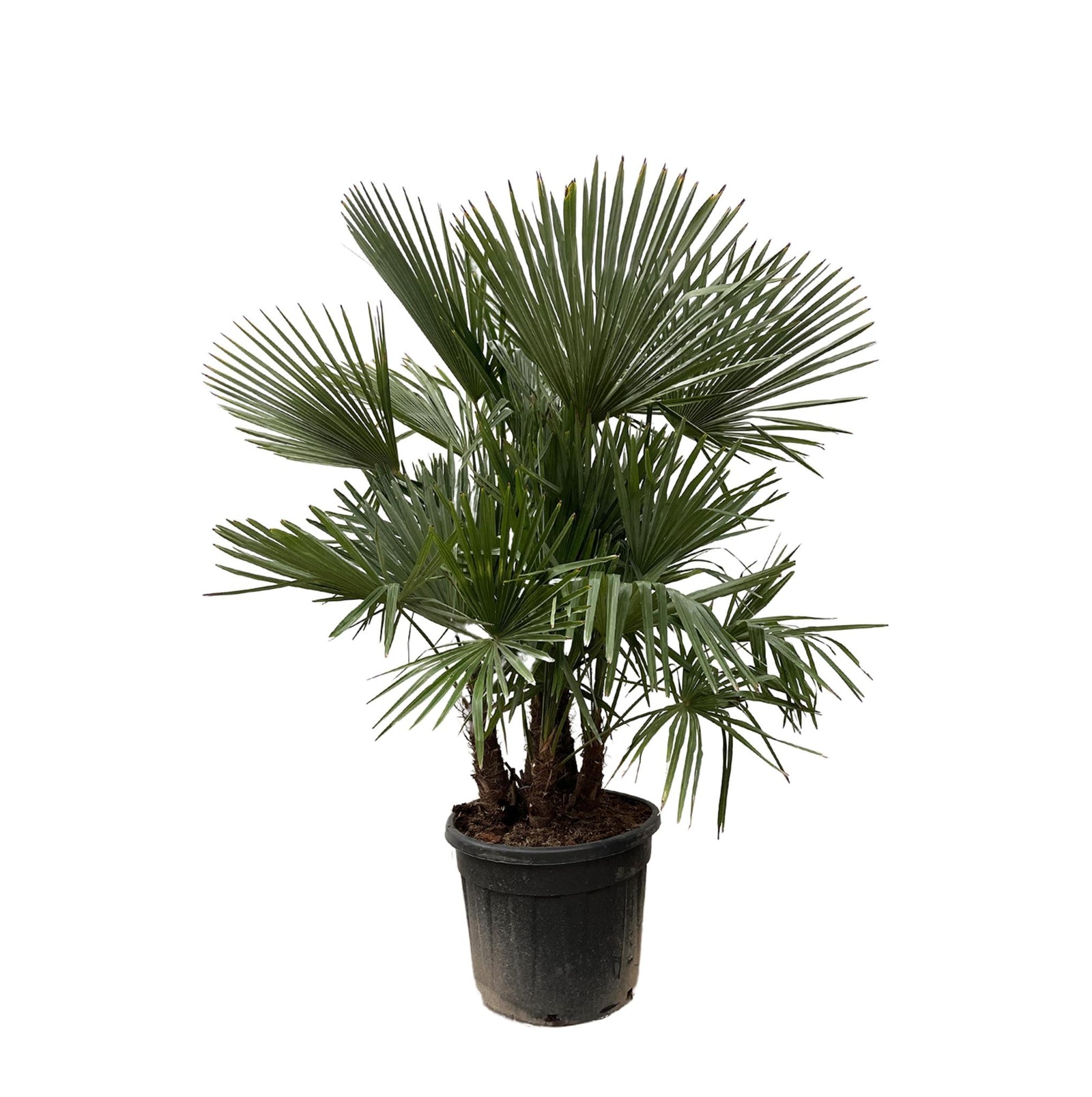 Trachycarpus Fortuneii multi stam | 230 cm – Ø50 cm – Palm