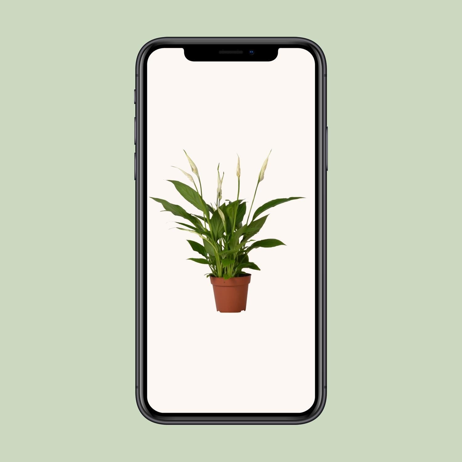 Spathiphyllum Bingo Cupido - 35 cm - Ø12 cm | Lepelplant
