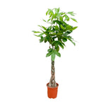 Pachira Aquatica - 160 cm - ø27 cm  | Geldboom